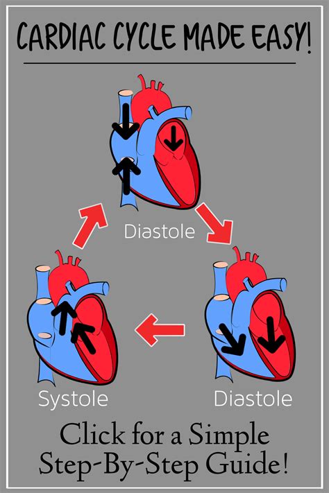 Cardiac Cycle Phases Diagram