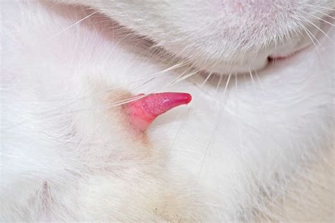 Why Is a Male Cat's Penis Barbed? (Cat Penis Explained)