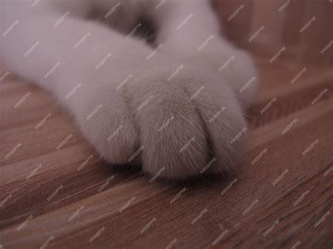 Premium Photo | Cat paw on the floor