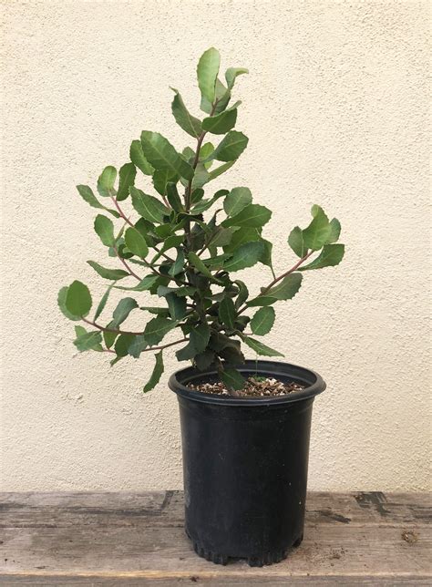 Rhus integrifolia, lemonade berry – Plant Material