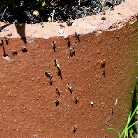 Help, I Have Ants In My Houseplants! Tips To Keep Ants Out | Gardening ...