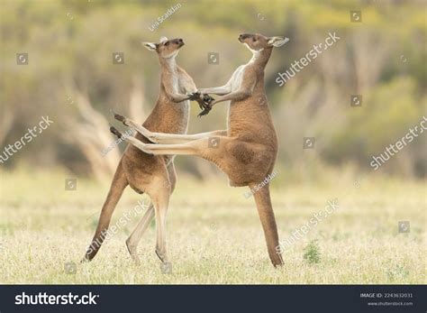 Male Kangaroos Fight Mating Rights Female Stock Photo 2243632031 | Shutterstock
