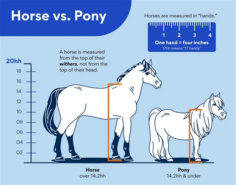 Mini Stallion Exclusive Porn Videos