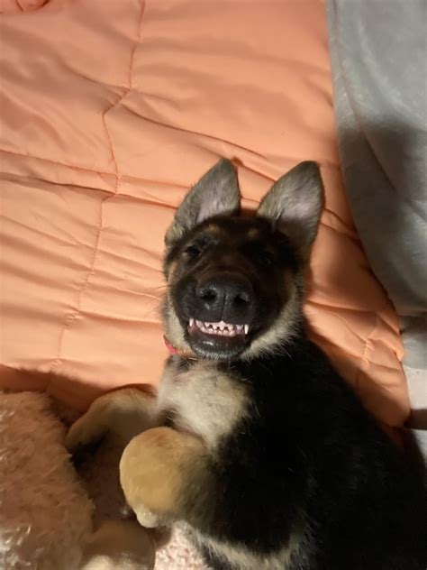 Aurora Belle 🤓 18 months ago I lost my 10 year old pit. Today I finally ...