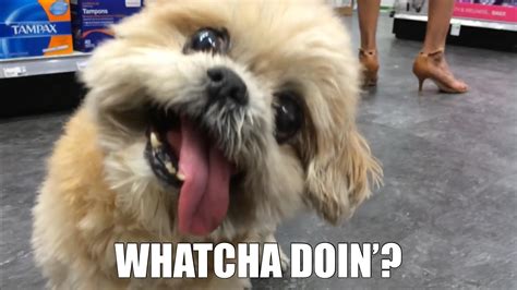 Whatcha doinâ€™? Meme Generator