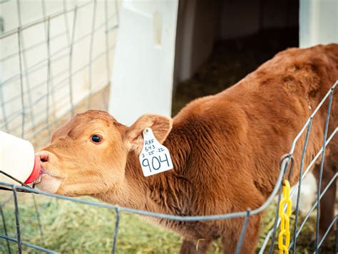 The Secret Life of Cows: How We Care for Our Dairy Calves - Redmond ...