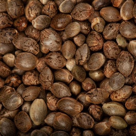 Holy Grail Kush x Orange Haze (x50) – Deep Neville