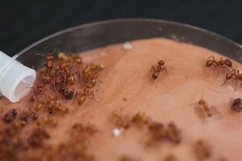Western Harvester Ant (Pogonomyrmex occidentalis) | Ants for Sale ...