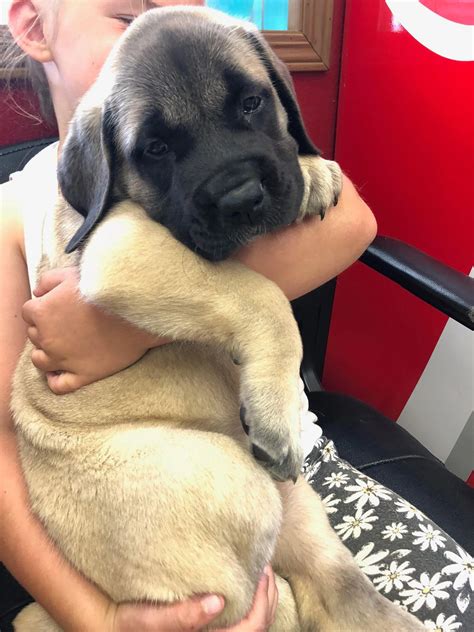 How Much Does An English Mastiff Puppy Cost