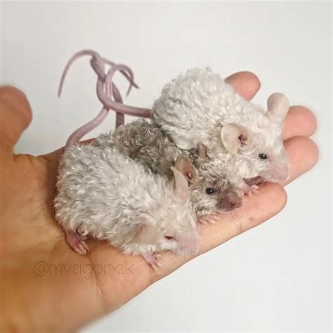 Mysigonek Rodentry | Growing babies ️ Satin texel fluffs & siamese ...