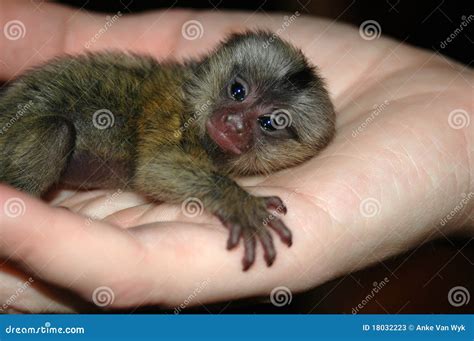 Baby Spider Monkey On Finger