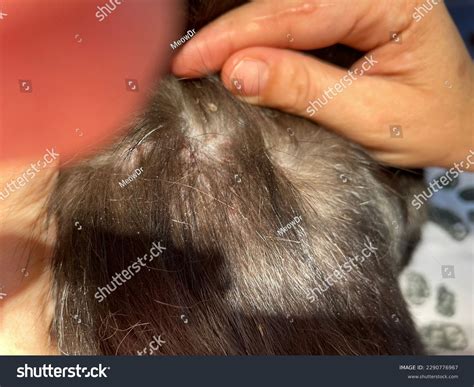 1,195 Miliary Images, Stock Photos, 3D objects, & Vectors | Shutterstock