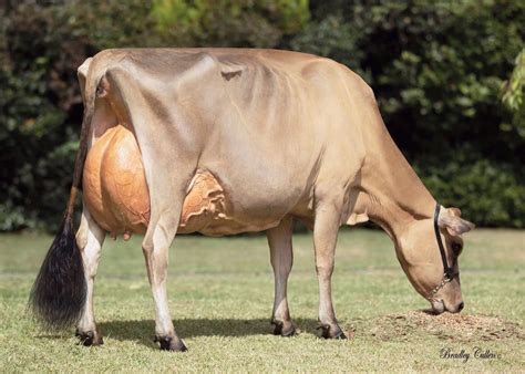 Jersey Dairy Cow Breed