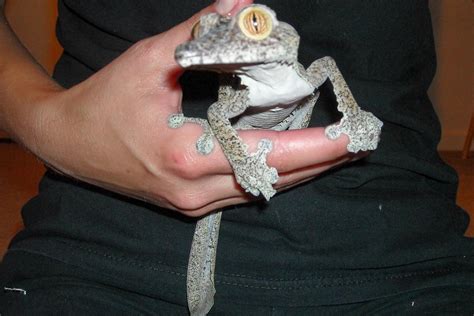 Giant Leaf Tailed Gecko Facts and Pictures