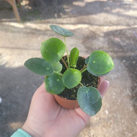 Pilea Peperomioides | Chinese Money Plant | UFO Plant | Peperomia Plant ...
