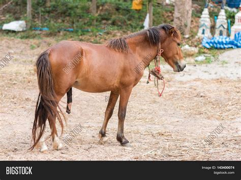 Penis Horse Reproduction Image & Photo | Bigstock