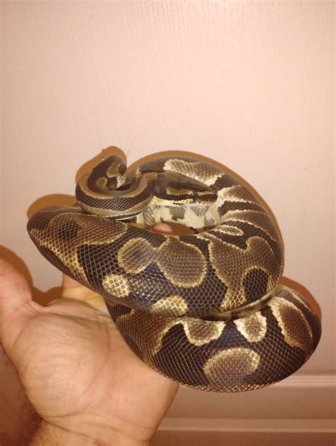 ADULT FEMALE PROVEN BREEDER CINNAMON BALL PYTHON - Reptile Mart