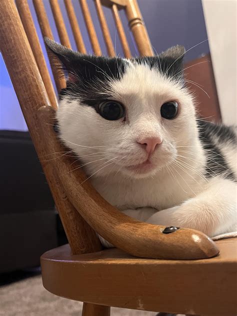 My cat “Baby” with the airplane ears. : r/airplaneears