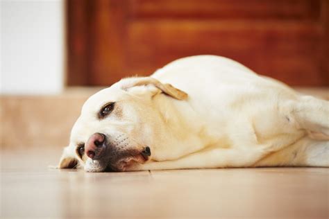 Top Tips for Keeping your Dog from Getting Bored - My Dog Listens ...