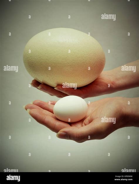 Ostrich Egg Size