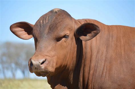 Top 10 most popular cattle breeds in the United States AGDAILY - oisin