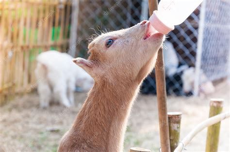 Premium Photo | Feeding baby goat with milk bottle at farmFeed the ...