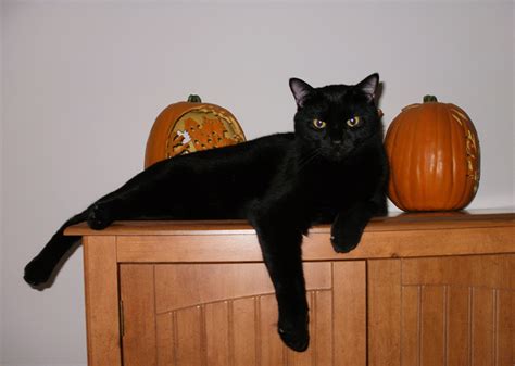 Obituaries - Oakey's Pet Funeral Home