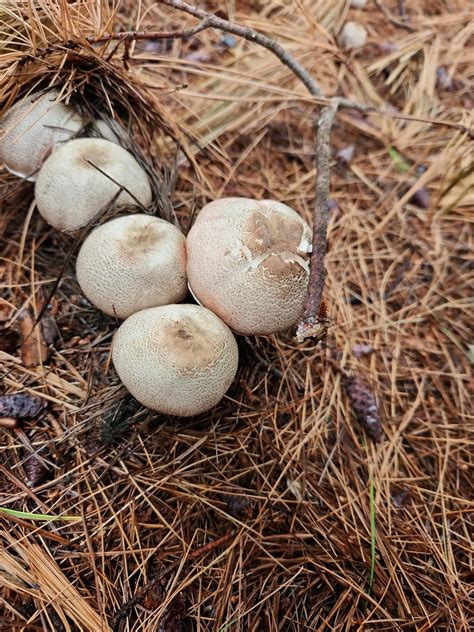 Meadow Mushrooms : r/mushroom_hunting