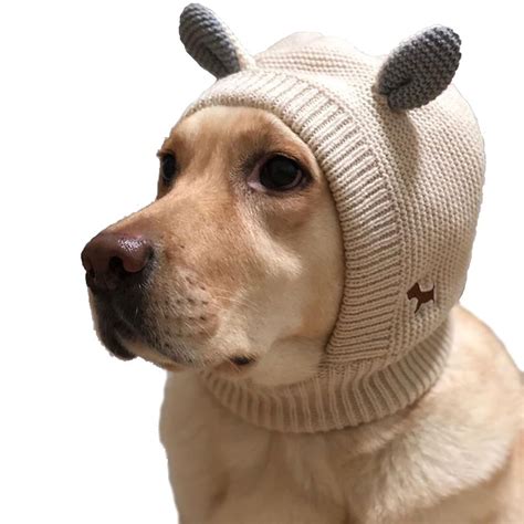 Are My Dogs Ears Supposed To Be Warm