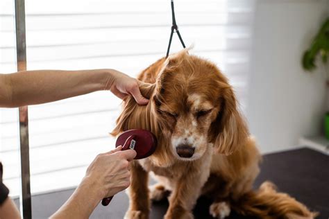 Looking Good Dog Grooming Basics for a Healthy Pet Companion