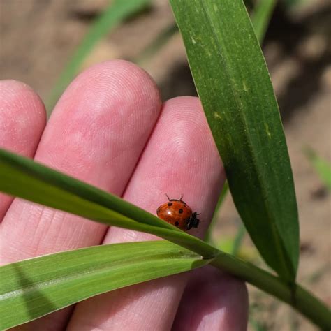 Biblical Meaning of Ladybugs - Bible Wings