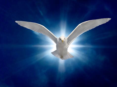 Free Holy Spirit Dove, Download Free Holy Spirit Dove png images, Free ...