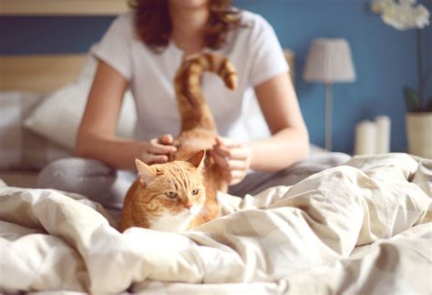 Can Dogs And Cats Get Aids