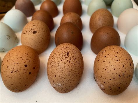 Welsummer Chicken Eggs