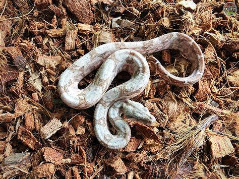CBB Hog Island Boas Boa Constrictor by Darren Hamill Reptiles - MorphMarket