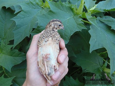 Harlequin quail (Coturnix delegorguei) breeding birds, 2019 - Birds ...