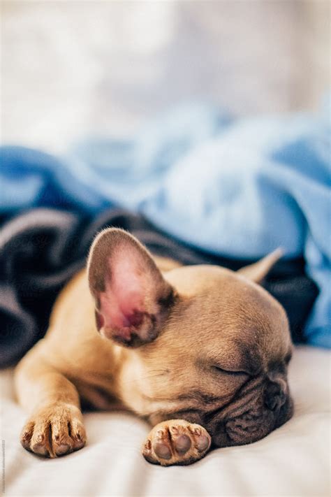 How Much Sleep Do Bulldog Puppies Need at Laverne Gonsales blog