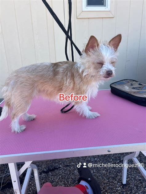 Michelle pet grooming bark & bubbles , Michelle's pet grooming bark ...