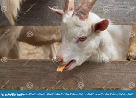 Little goats eat carrots stock photo. Image of life - 150217100