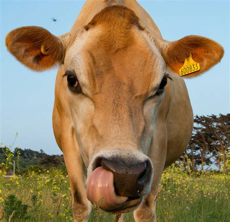 Jersey Cow Cow