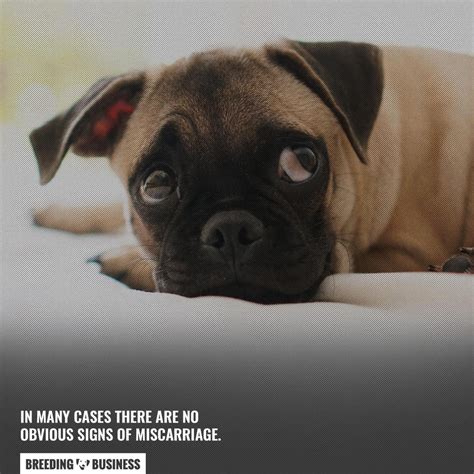 When Can You Feel Puppies Move In a Pregnant Dog?