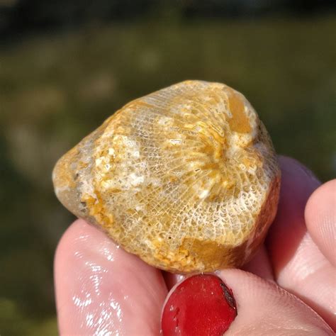 Lacey Rugosa Horn Coral Ordovician Fossil W Shells, Crinoids, Orange ...