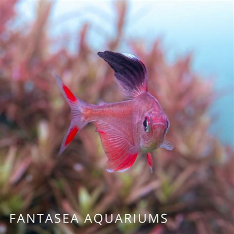 Types of Tetras | 8 of Our Favorites (With Pictures) - Maryland ...