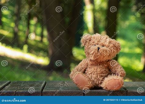 Teddy Bears Sit on a Wooden Board Under the Sun in Ukraine in the ...