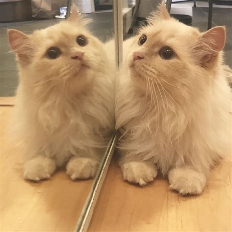 Do Cats Recognize Themselves in the Mirror?: Myth or Reality ...