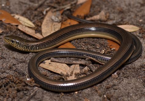 Eastern Glass Lizard