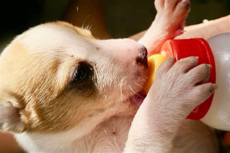 Can Dogs Eat Kefir