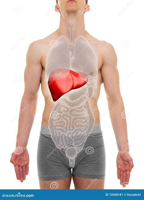 Human Liver Location