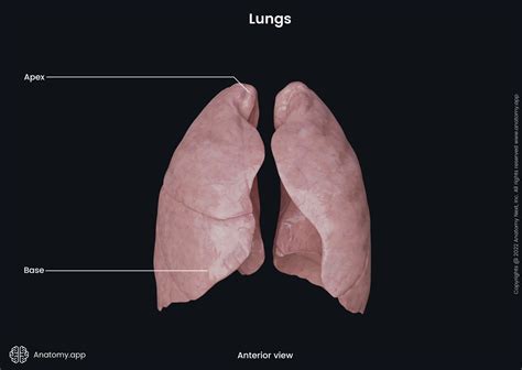 Lungs | Anatomy.app