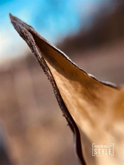 A Winter Morning Walk in Bowdoin Park: An Experience of Serene Beauty ...